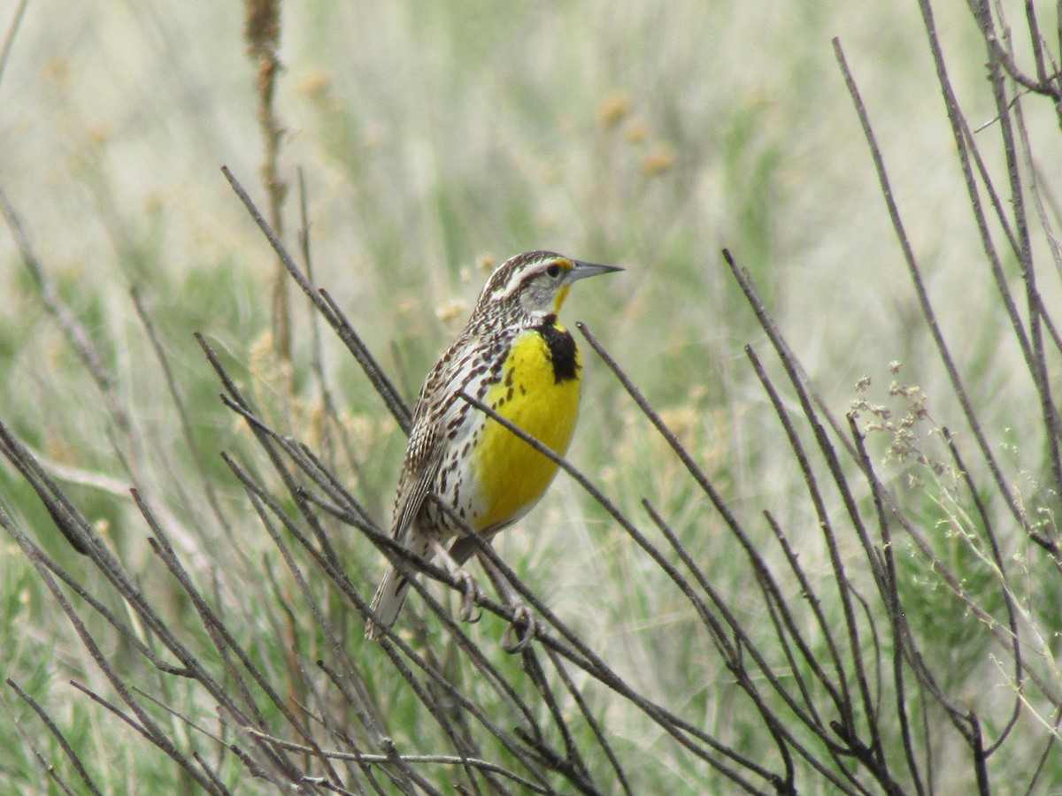 Western Meadowlark - ML618534183