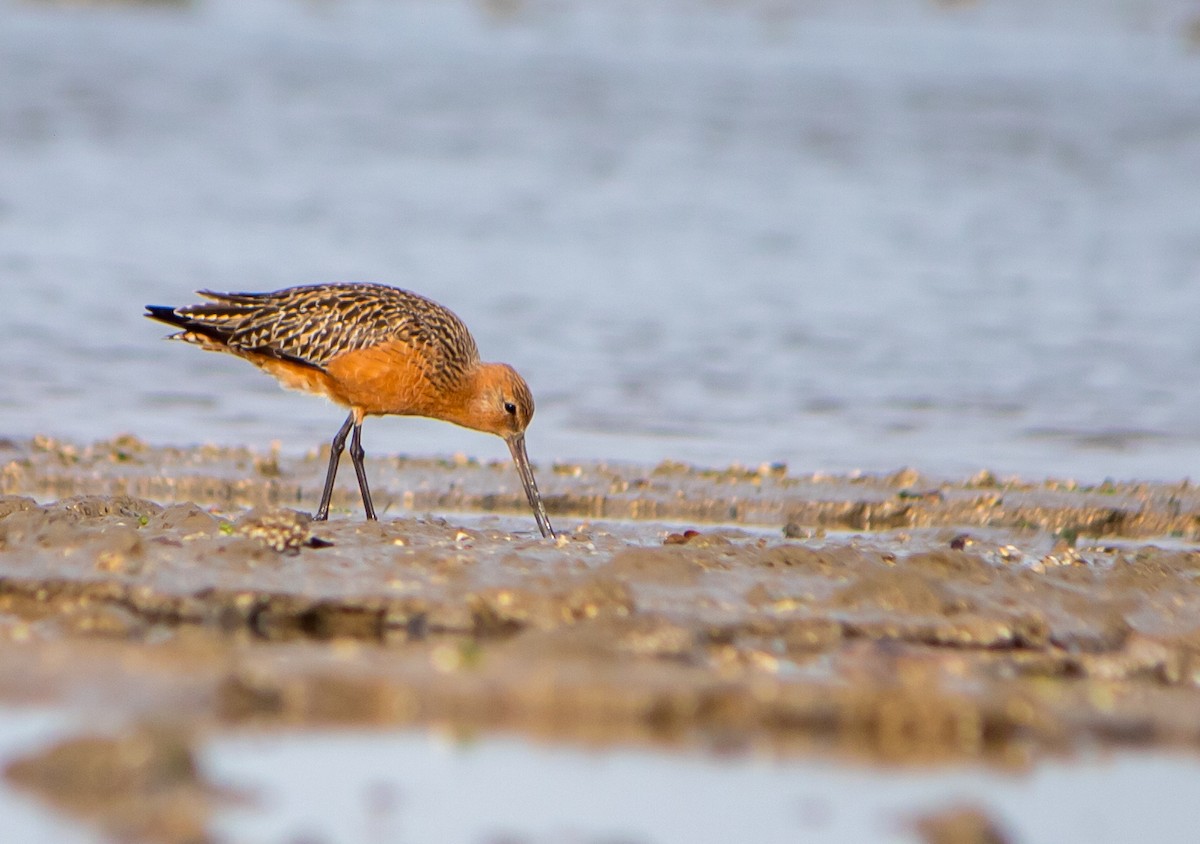 Bar-tailed Godwit - ML618534193