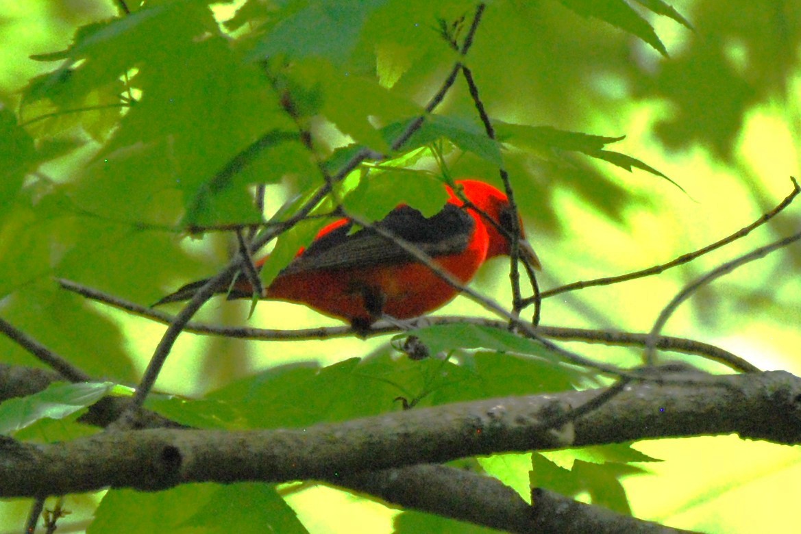 Scarlet Tanager - ML618534200