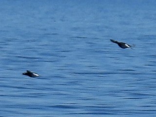 Long-tailed Duck - ML618534204
