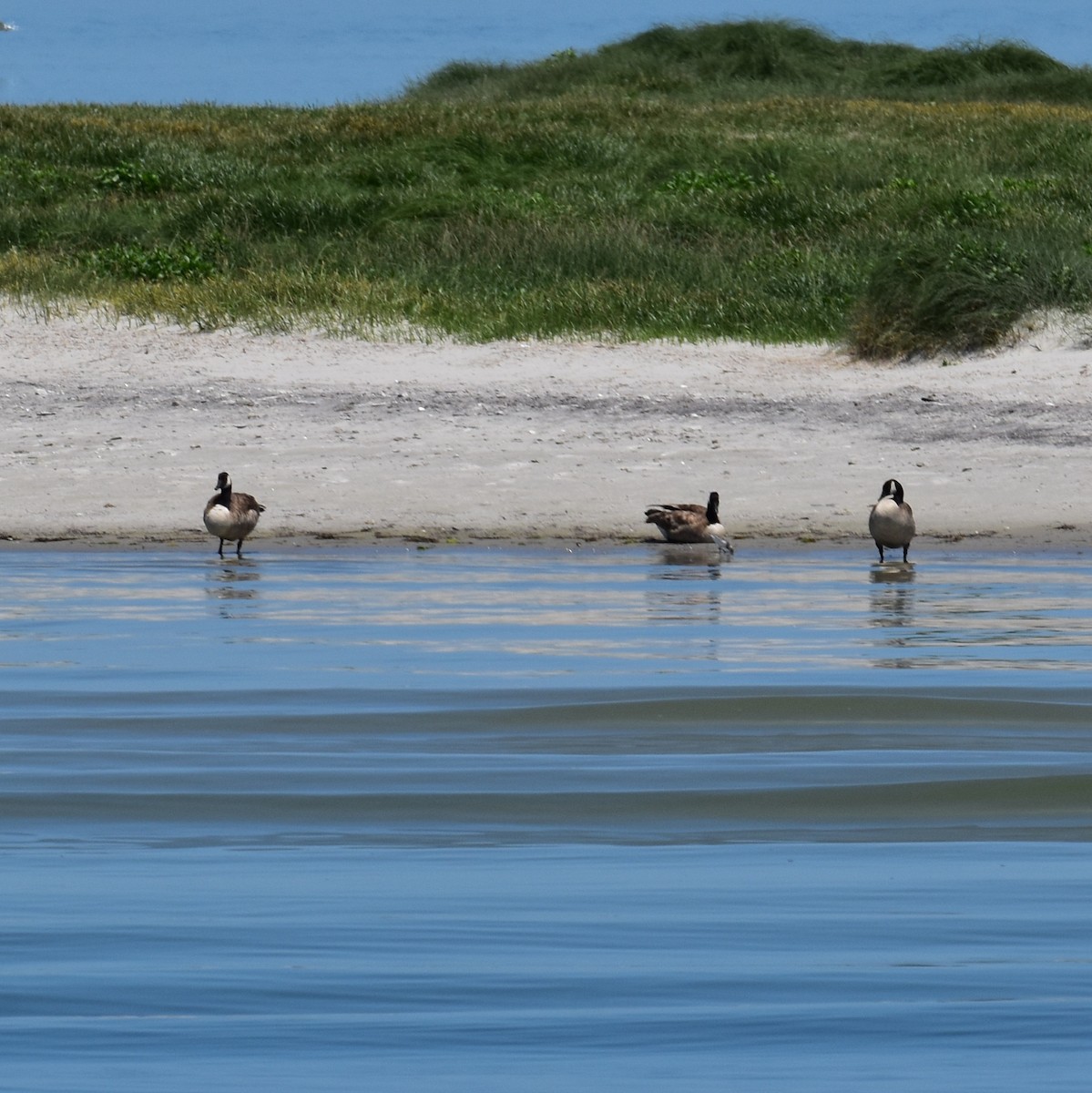 Canada Goose - Till Dohse