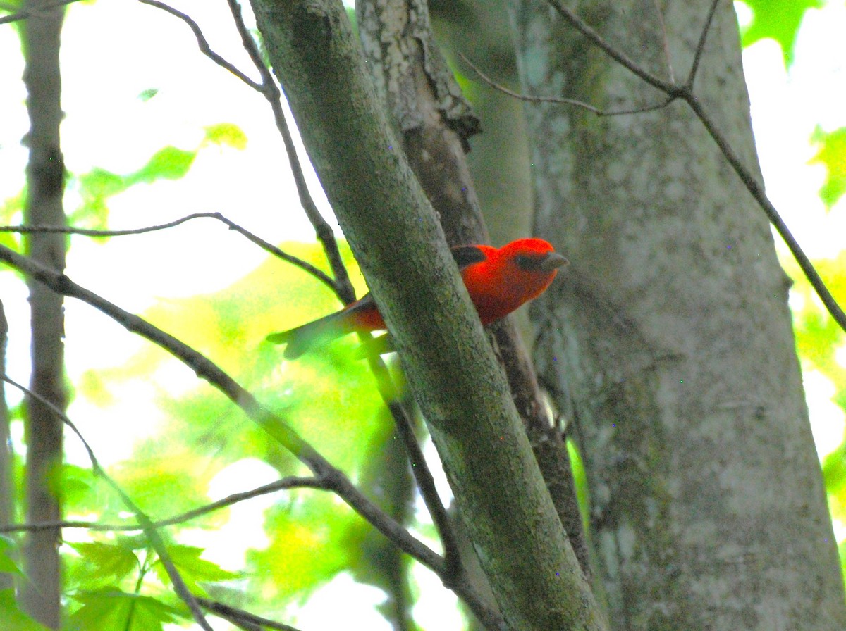Scarlet Tanager - ML618534209