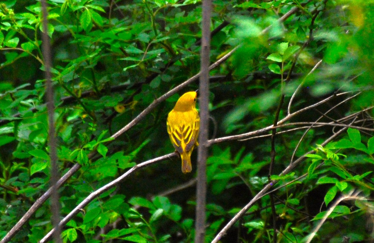 Yellow Warbler - ML618534247