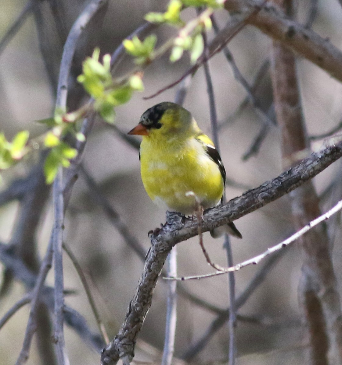 American Goldfinch - Lorraine Lanning