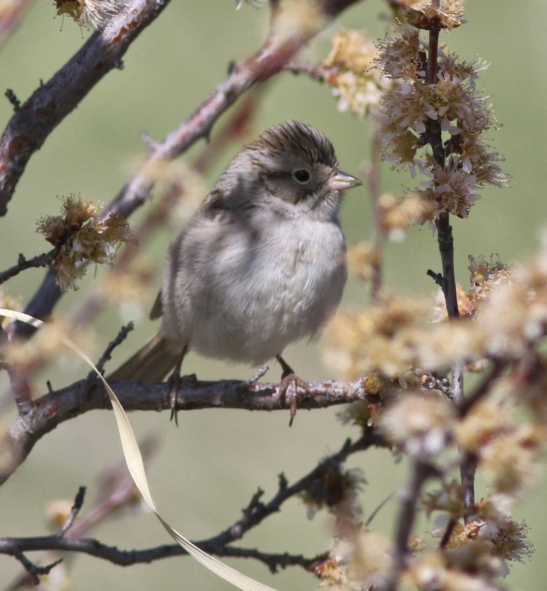 Brewer's Sparrow - Lorraine Lanning