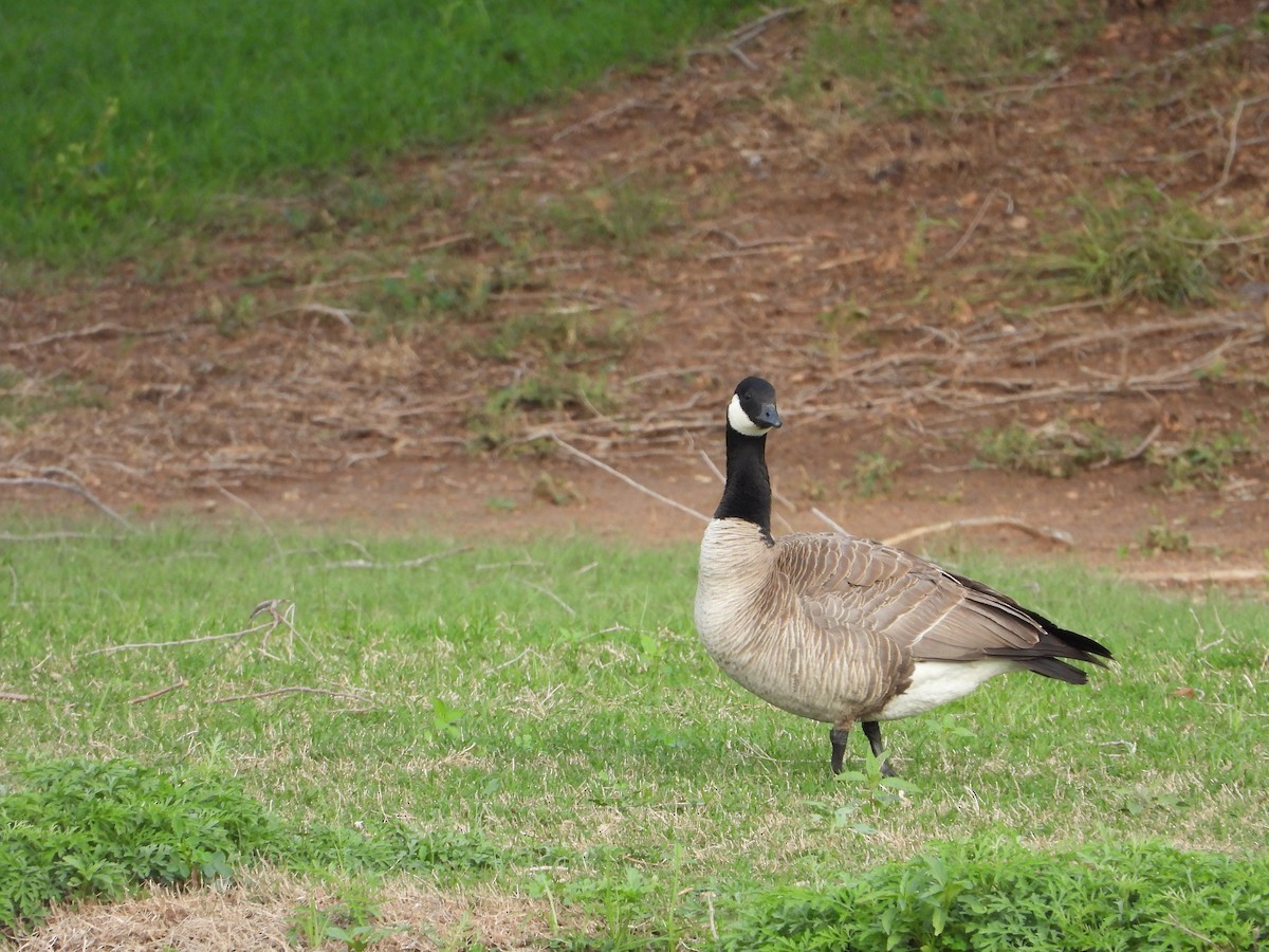 Canada Goose - ML618534278