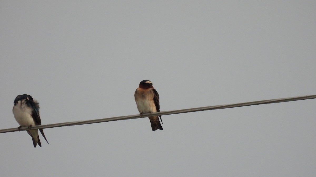 Cliff Swallow - Lillian G