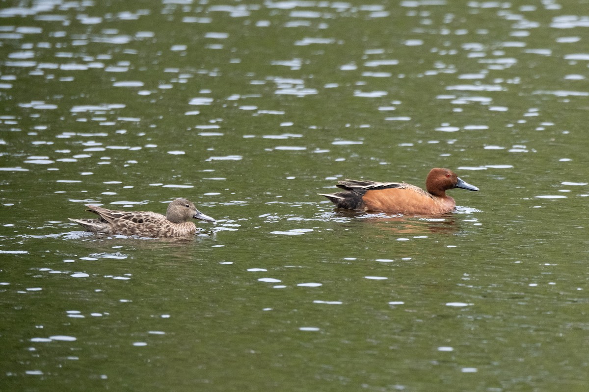 Cinnamon Teal - Destiny Greig