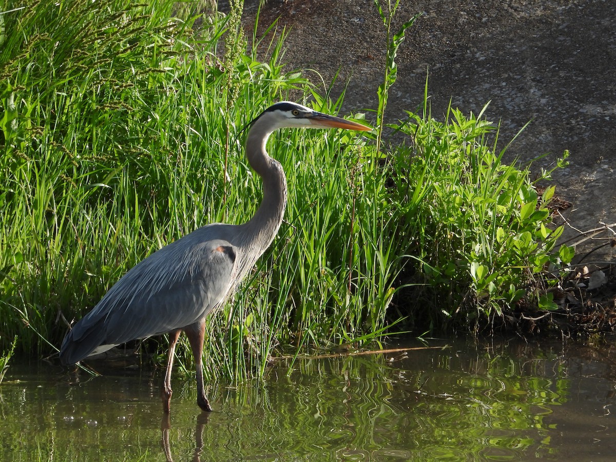 Garza Azulada - ML618534320