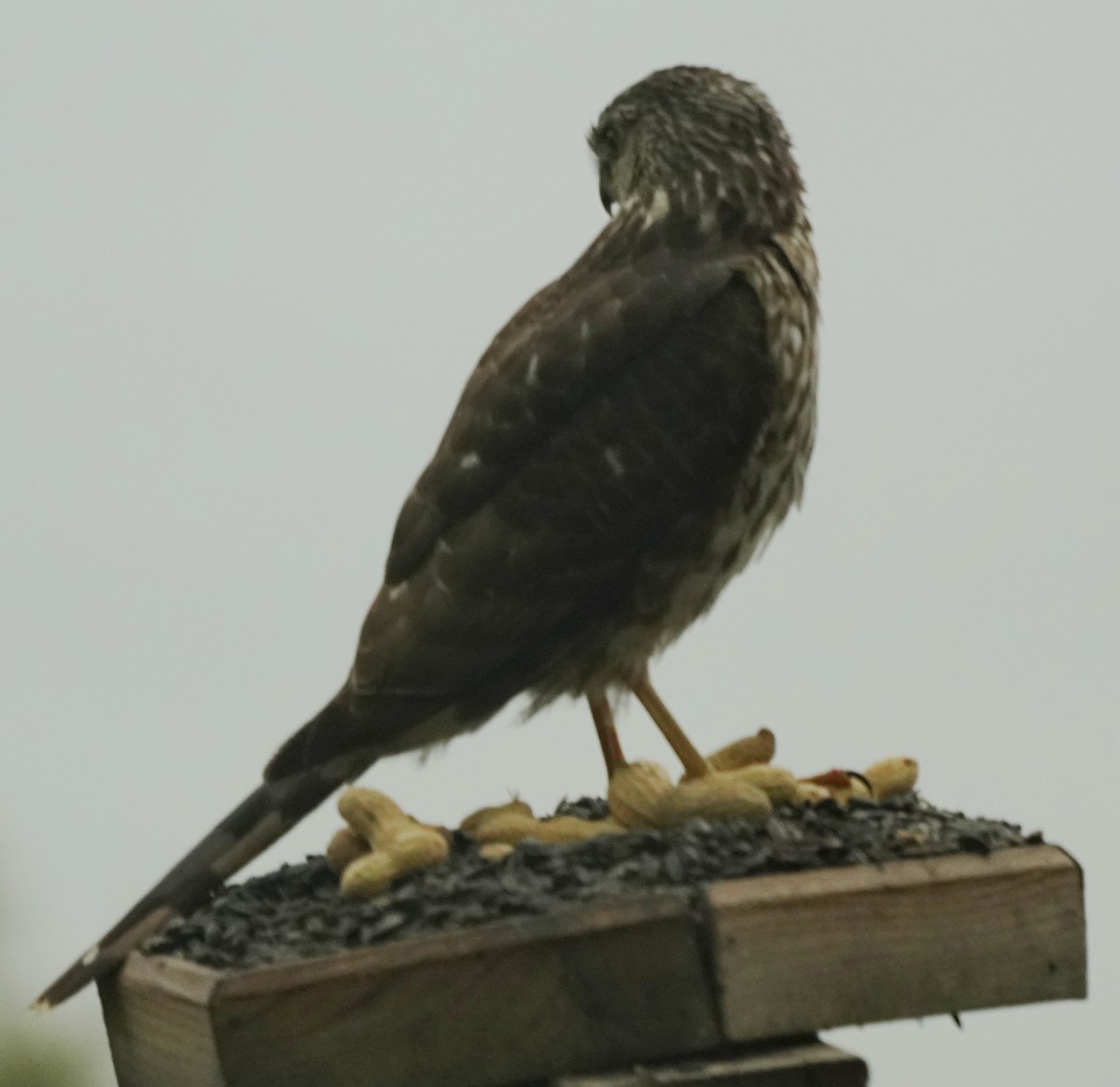 Cooper's Hawk - Jim/Cathy Aichele/Nichols