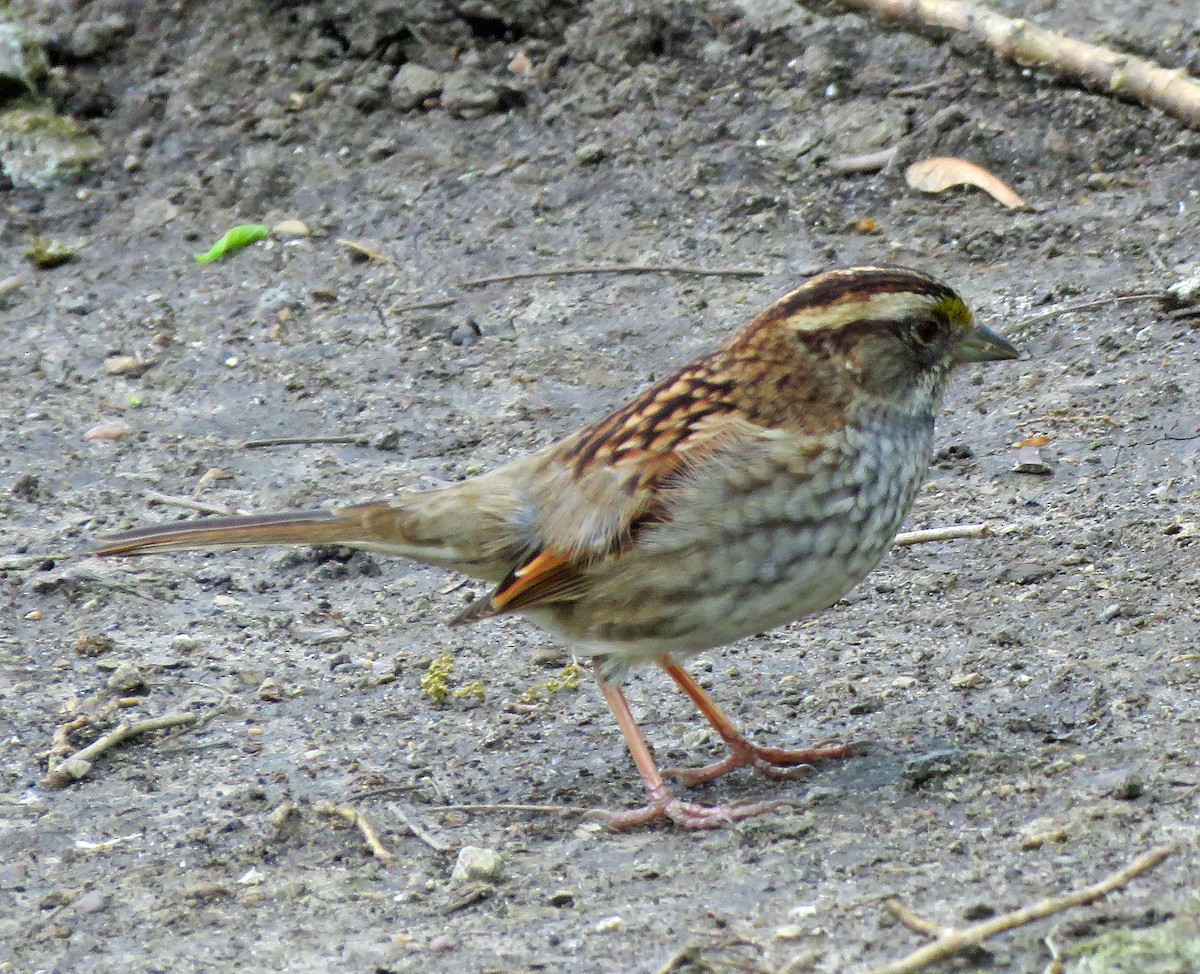 White-throated Sparrow - ML618534333