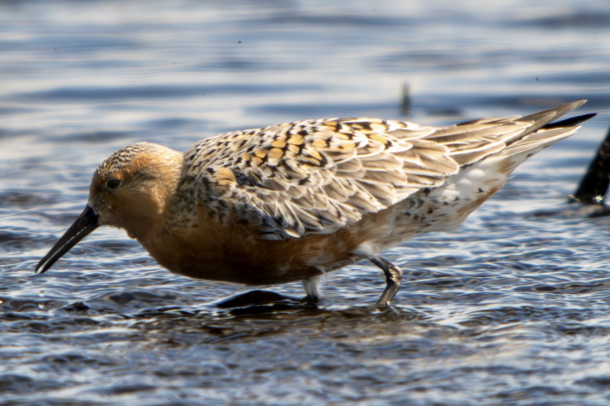 Red Knot - Marcus Kelly