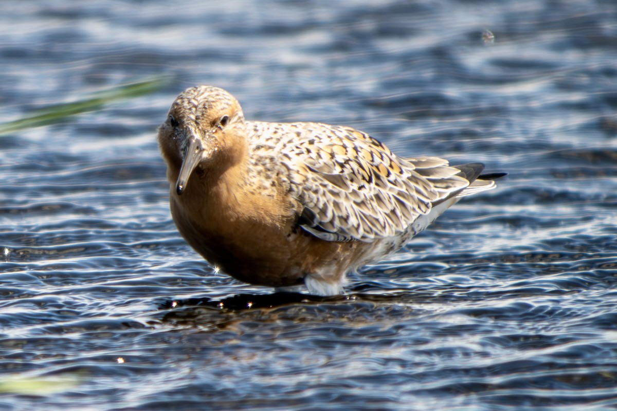 Red Knot - Marcus Kelly