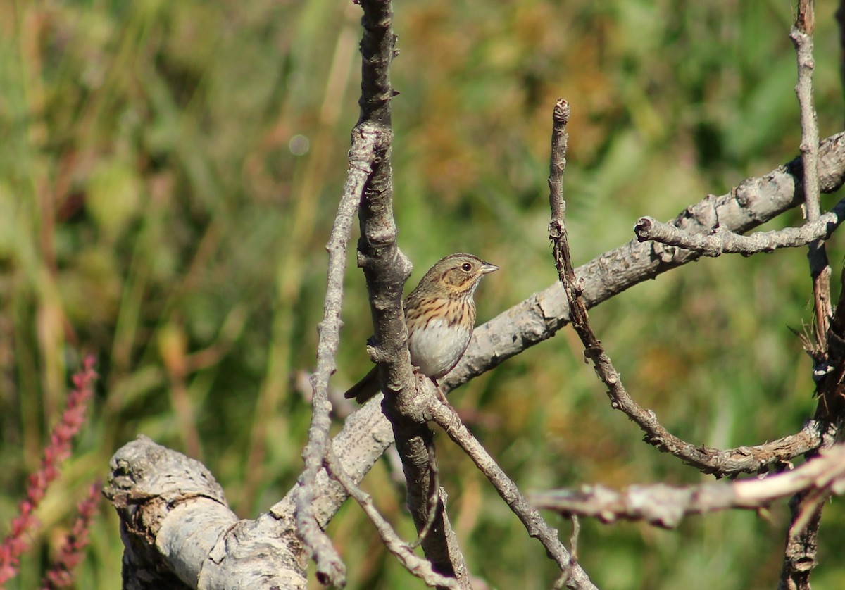 Lincoln's Sparrow - ML618534366