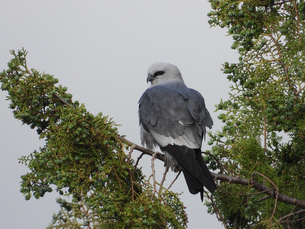 Mississippi Kite - ML618534372