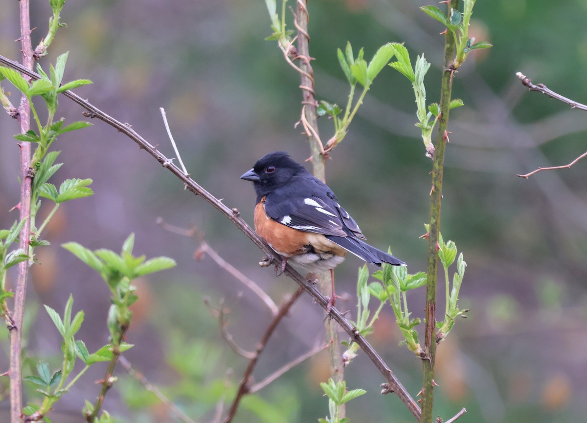 Eastern Towhee - Mathias Bitter