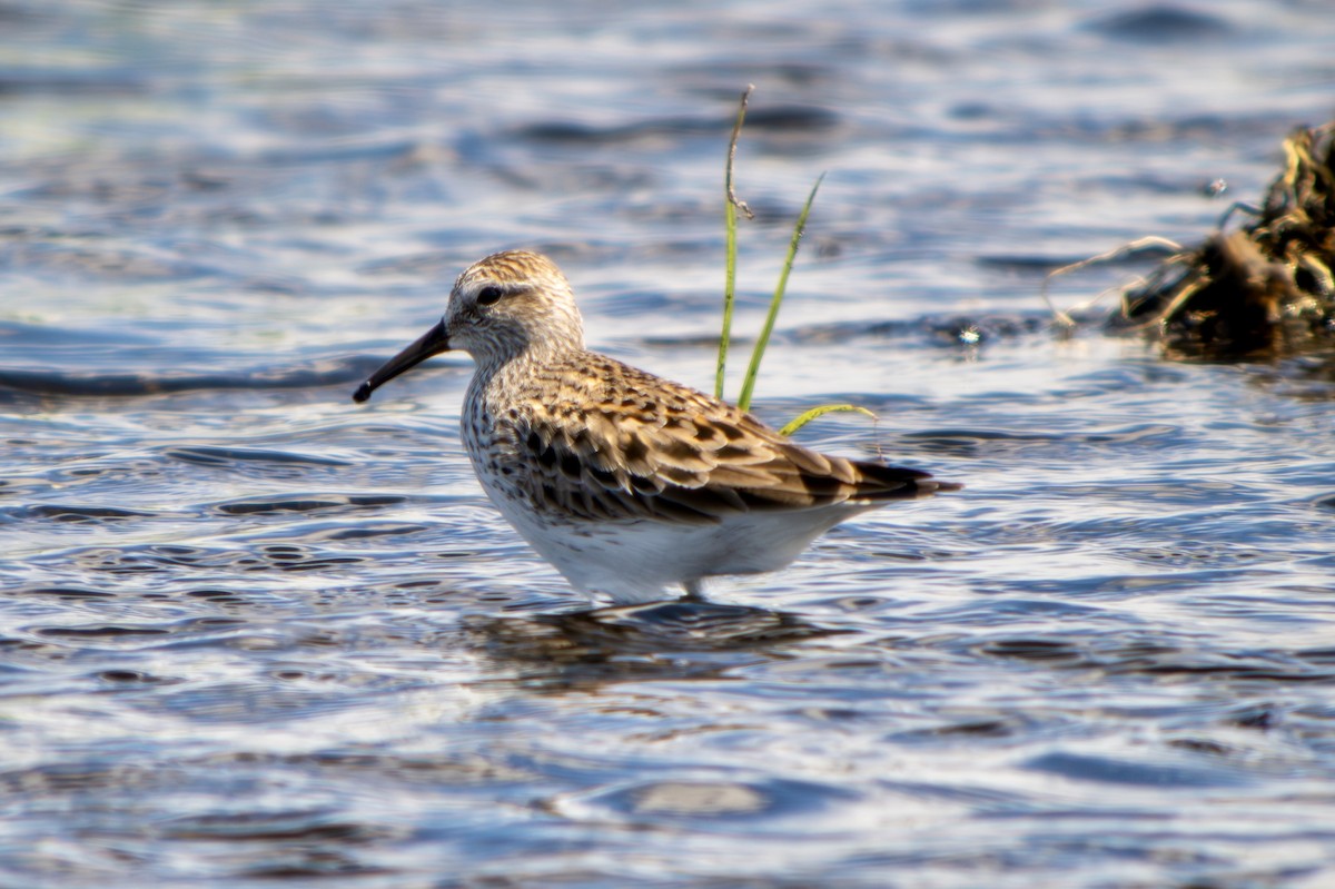 White-rumped Sandpiper - Marcus Kelly