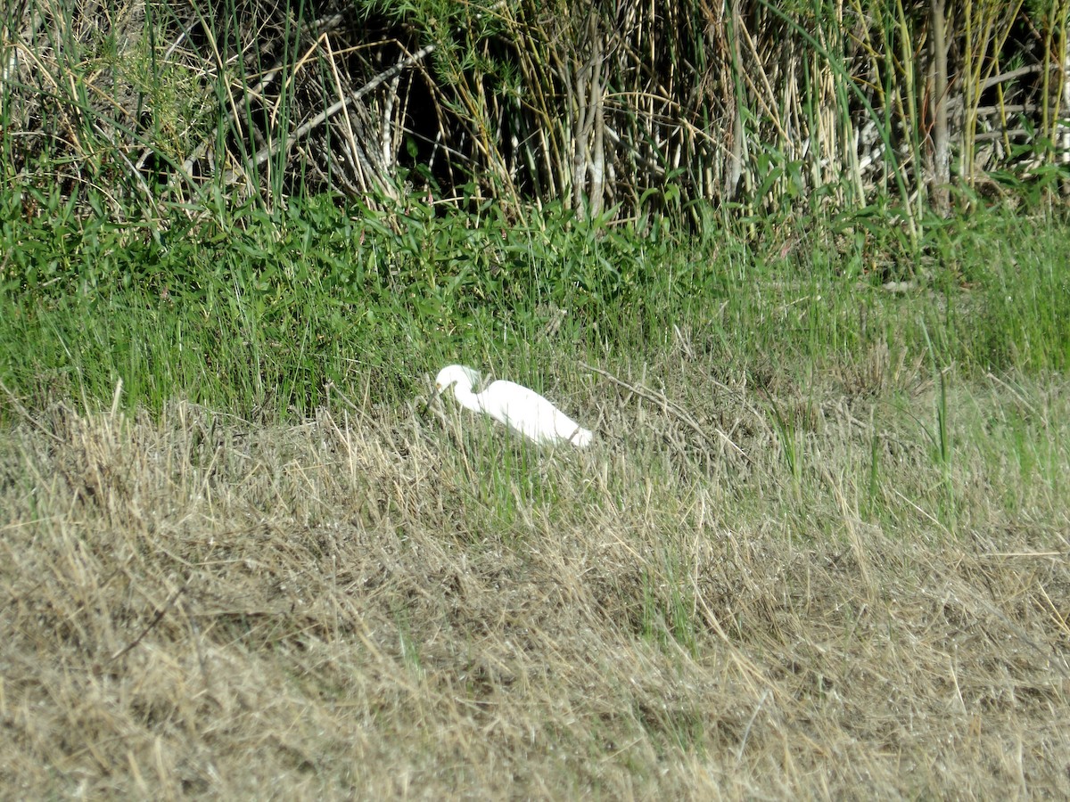 Great Egret - Nicolette Emms