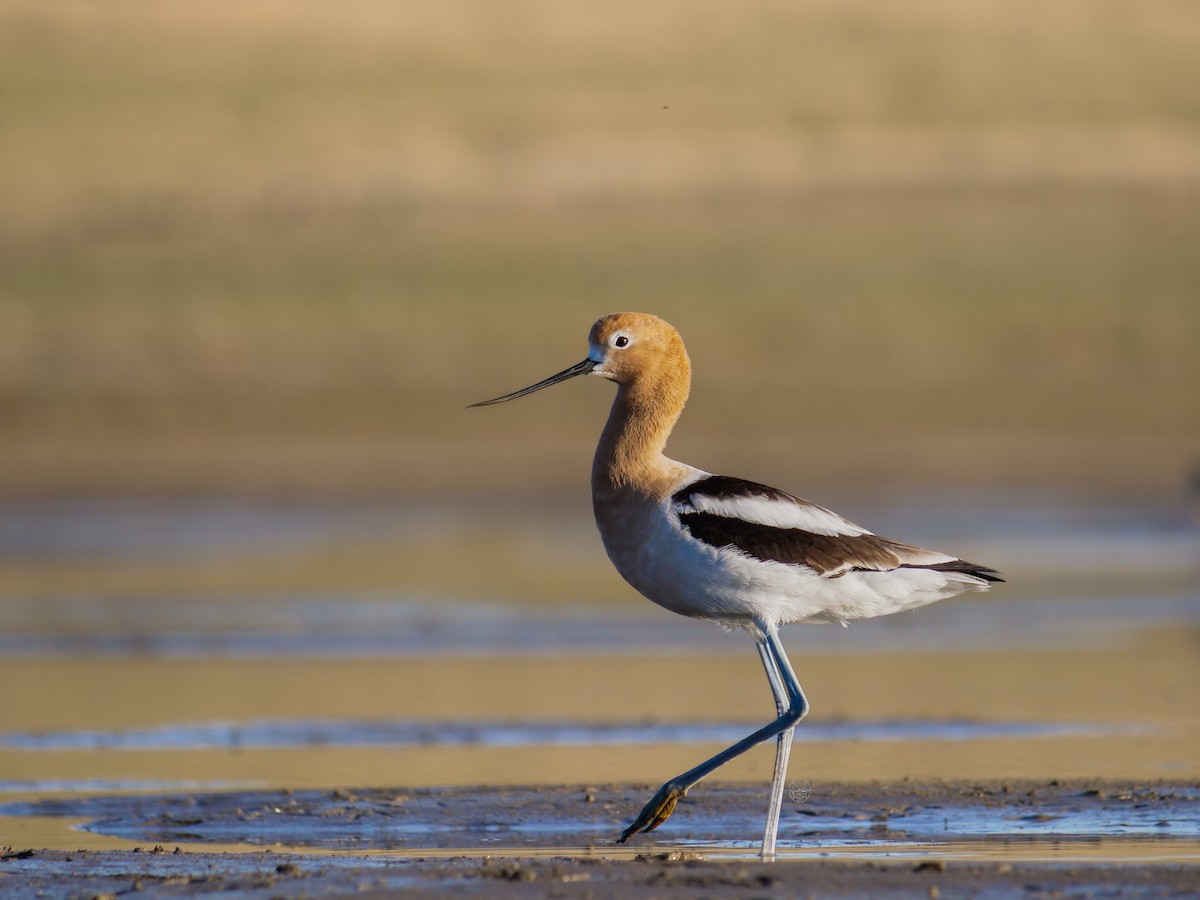 American Avocet - Great Blue Heron