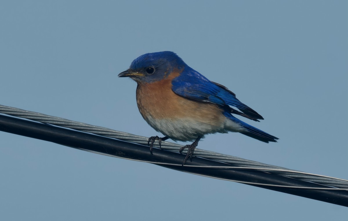 Eastern Bluebird - ML618534450