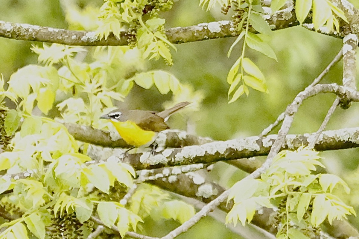 Yellow-breasted Chat (virens) - ML618534461