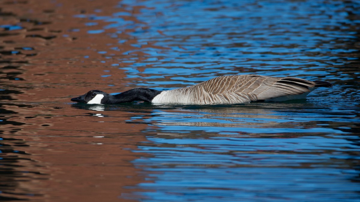 Canada Goose - Kurt Babcock