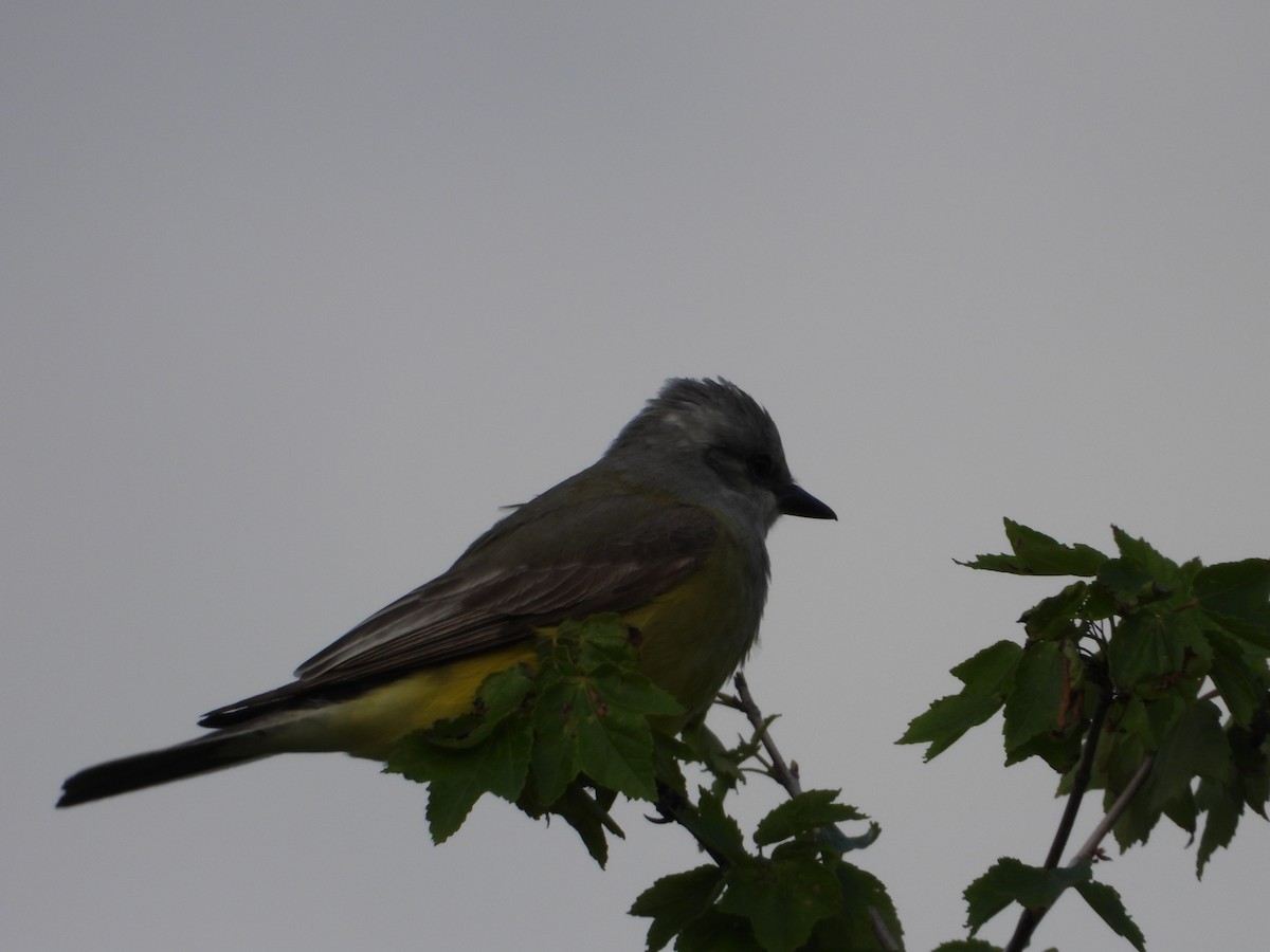 Western Kingbird - Adrianh Martinez-Orozco