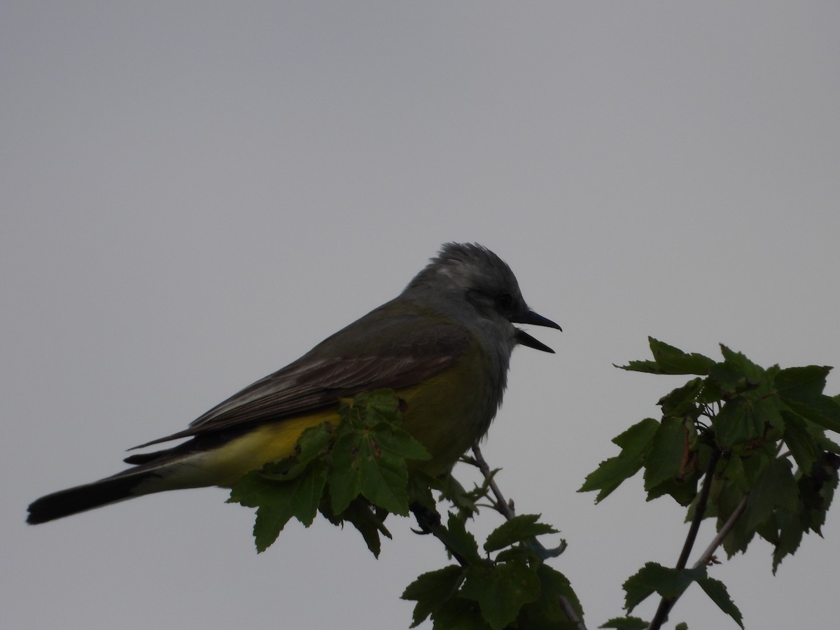 Western Kingbird - ML618534473