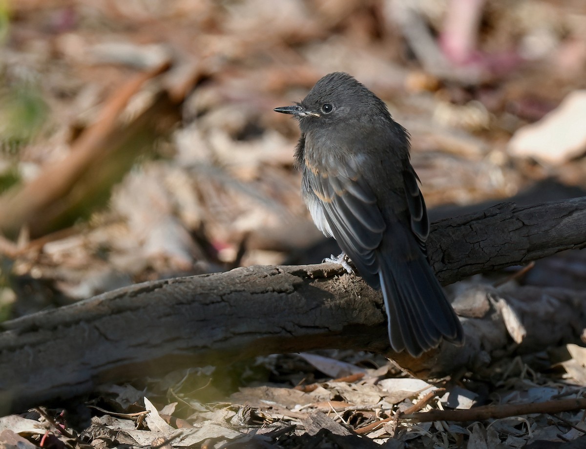 Black Phoebe - Barbara Wise