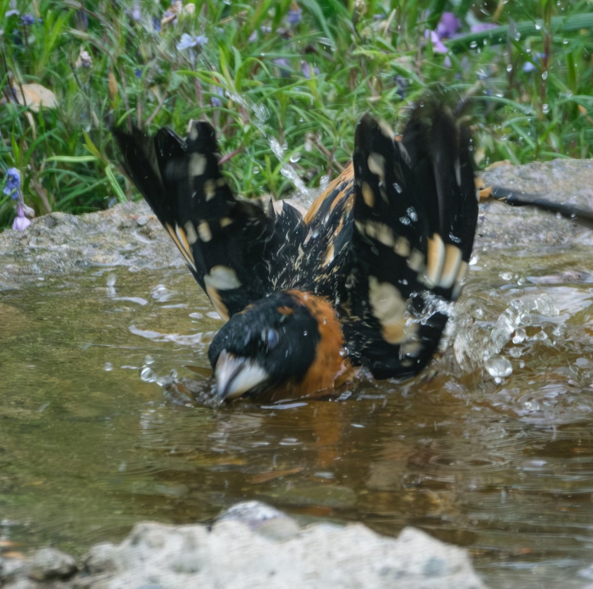 Black-headed Grosbeak - ML618534511