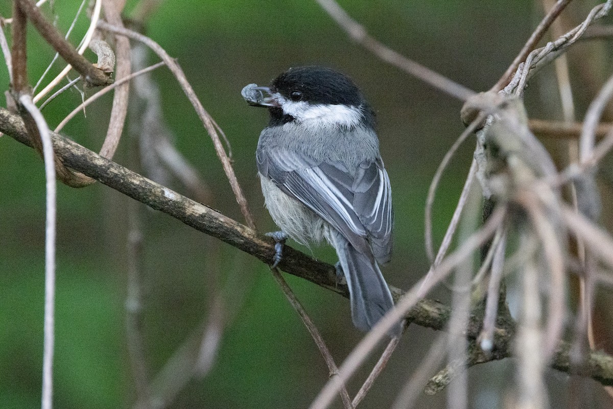 Black-capped Chickadee - John Reynolds