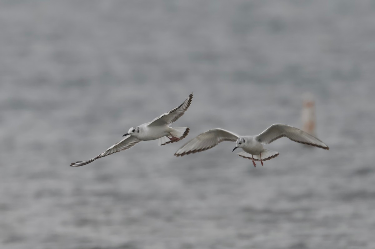 Bonaparte's Gull - Ken Rosenberg