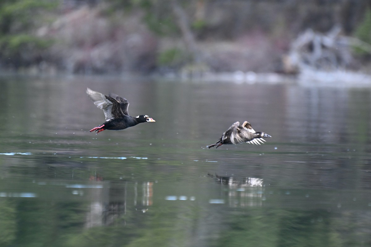 Surf Scoter - ML618534565