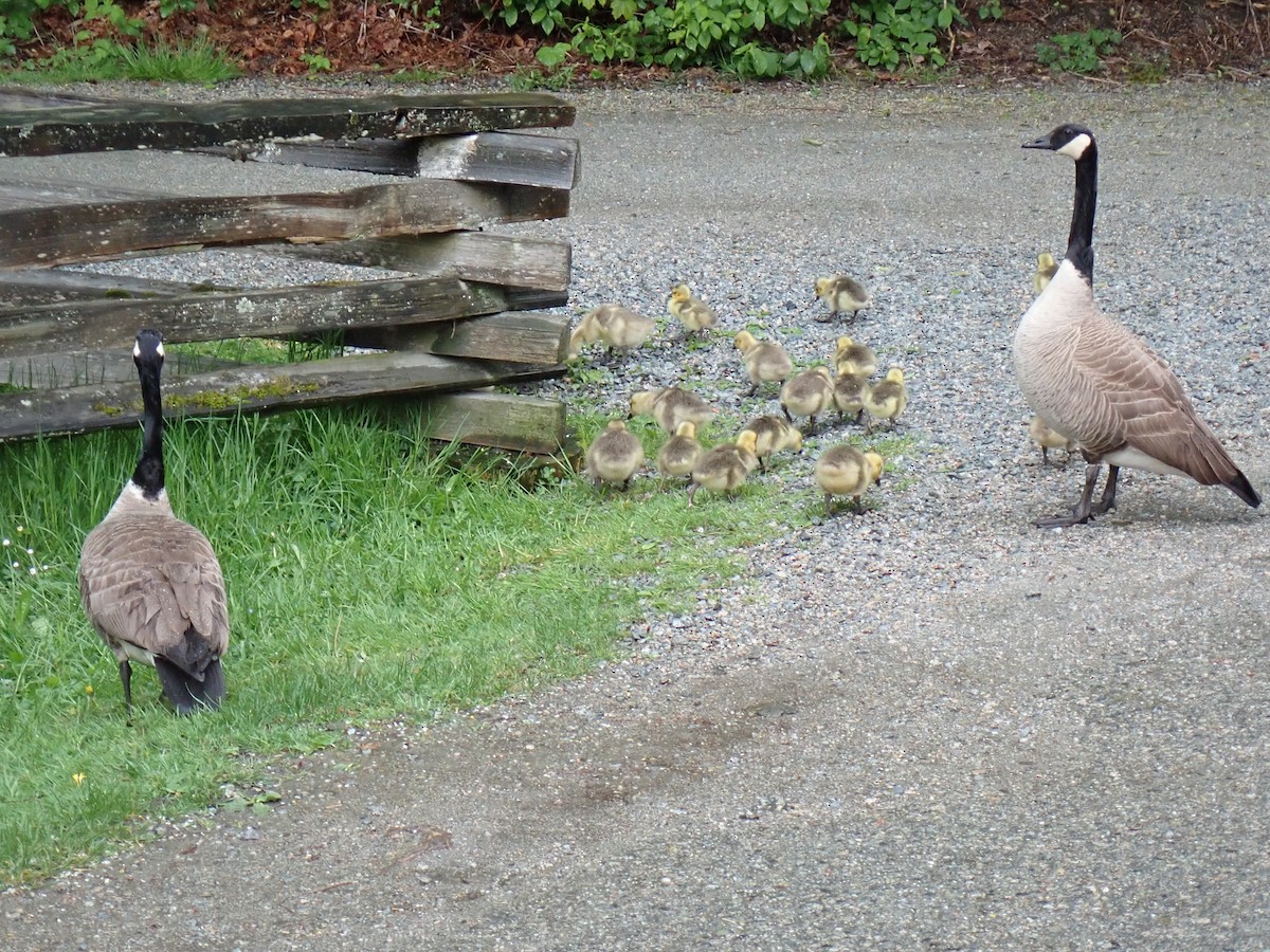 Canada Goose - ML618534571