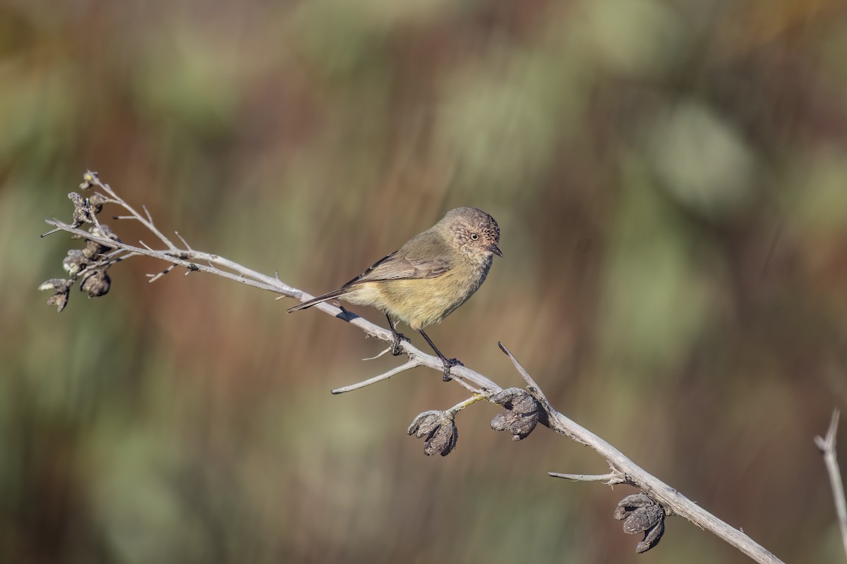 Slender-billed Thornbill - ML618534599