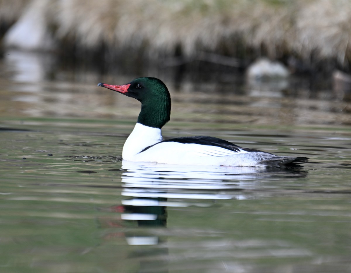 Common Merganser - ML618534601