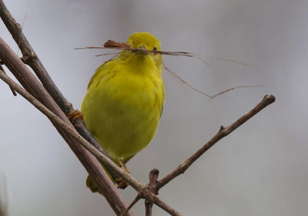 Yellow Warbler (Northern) - Ken Rosenberg