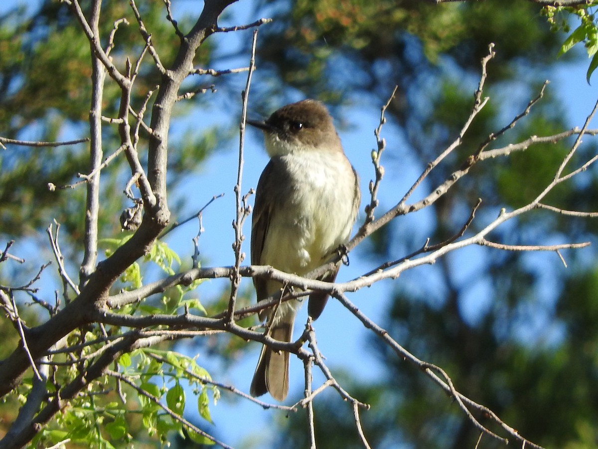 Eastern Phoebe - ML618534620