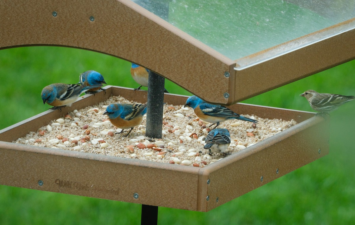 Lazuli Bunting - Jeff Black