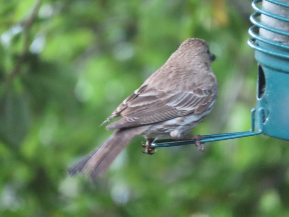 House Finch - Martha Pallin