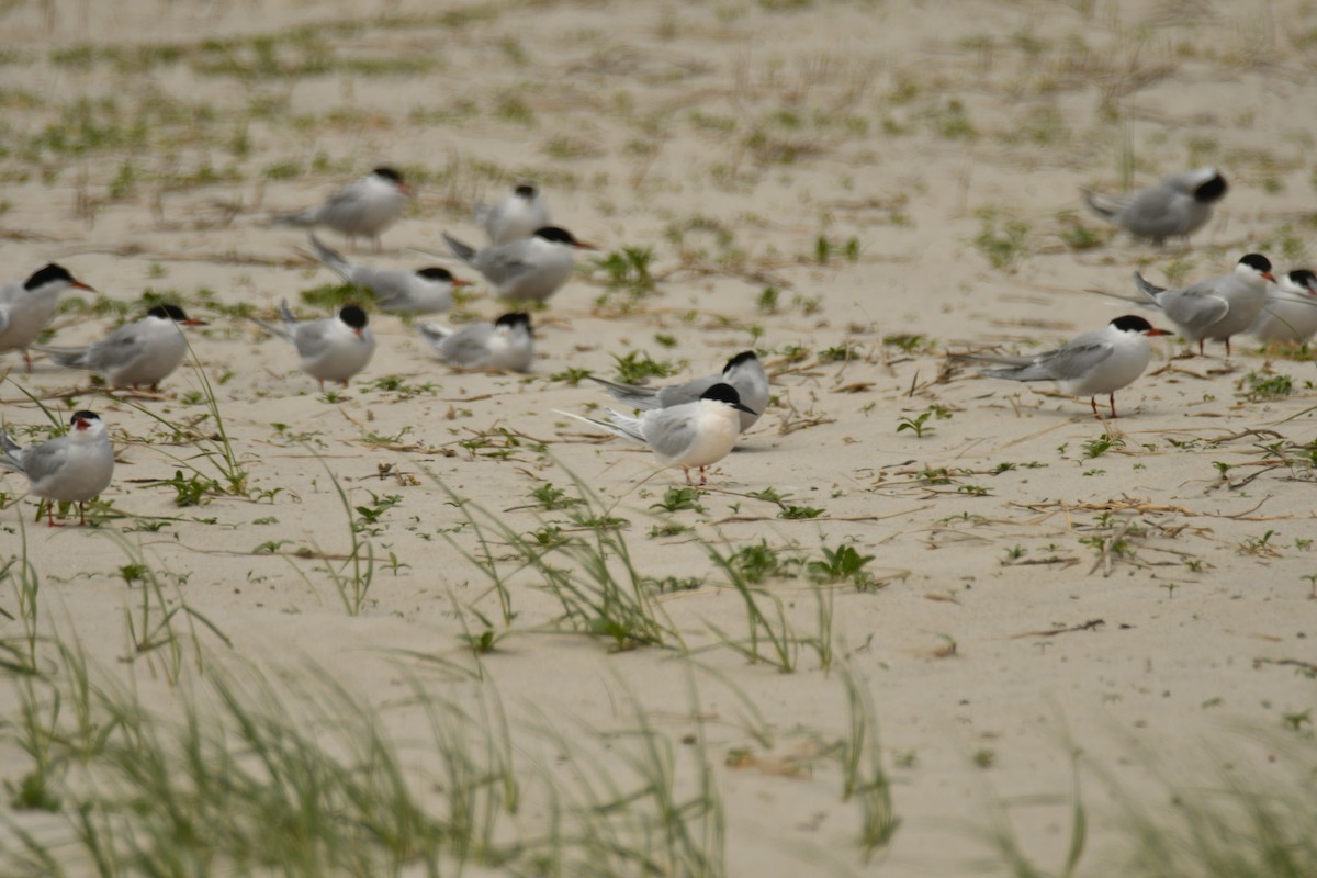 Roseate Tern - Alissa Milillo