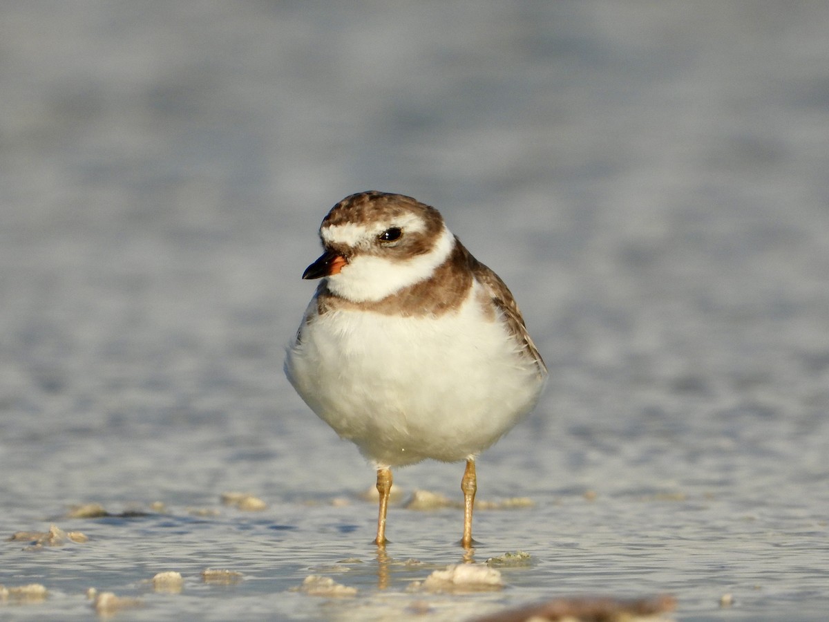 Semipalmated Plover - Jezreel Barac Rivadeneyra Fiscal