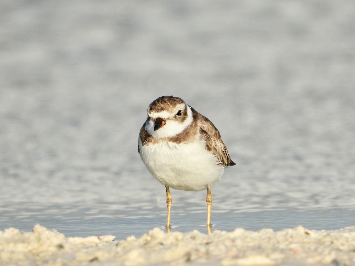 Semipalmated Plover - Jezreel Barac Rivadeneyra Fiscal