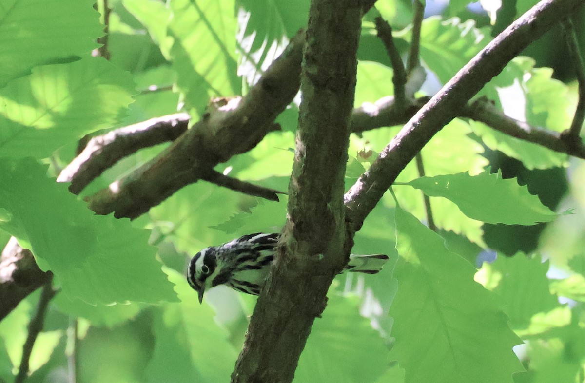 Black-and-white Warbler - Stacia Novy