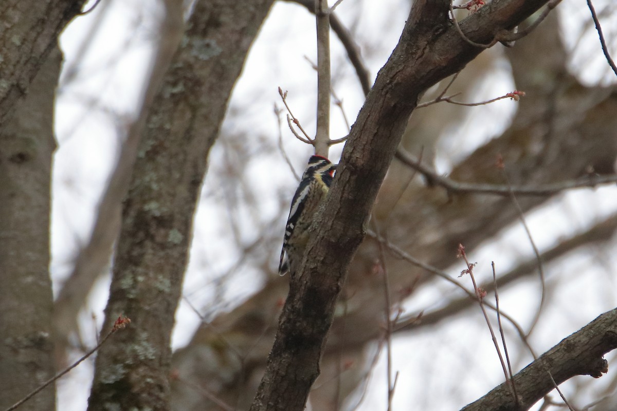 Yellow-bellied Sapsucker - Daniel  Bellich