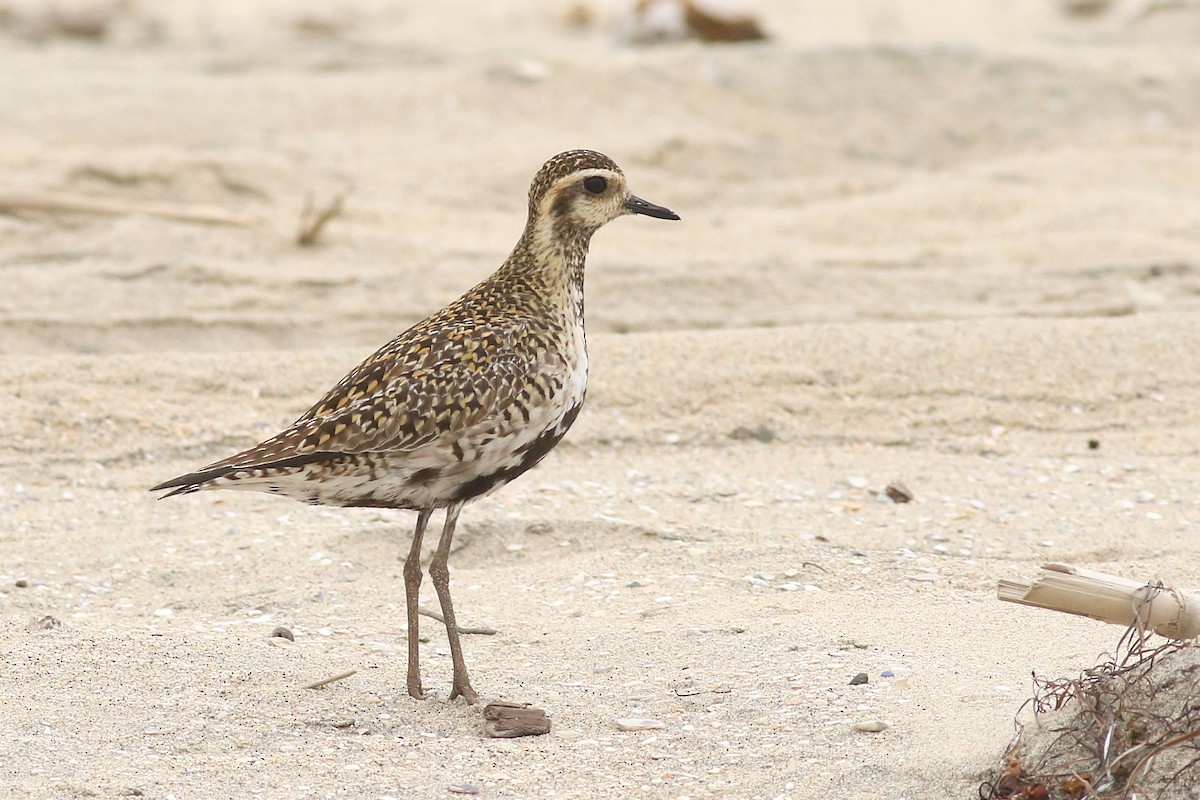 Pacific Golden-Plover - Matt Sadowski