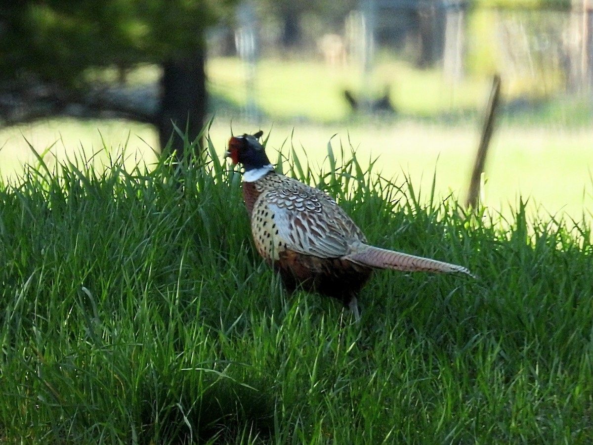 Ring-necked Pheasant - ML618534795
