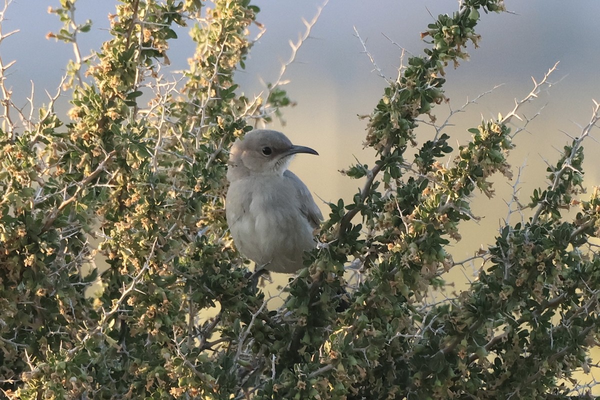 LeConte's Thrasher - ML618534813