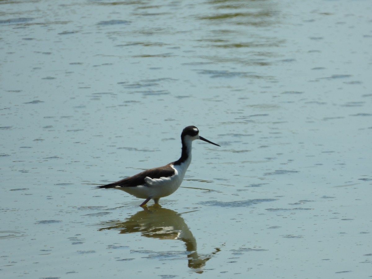 Black-necked Stilt - Jose Fernando Sanchez O.