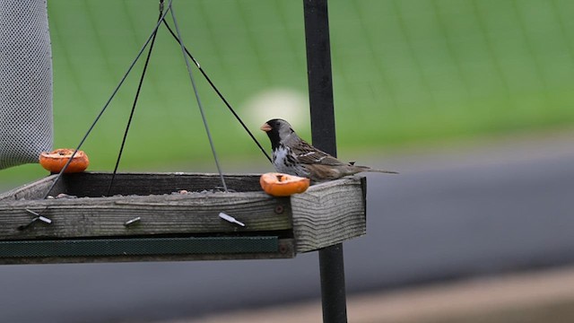 Harris's Sparrow - ML618534853